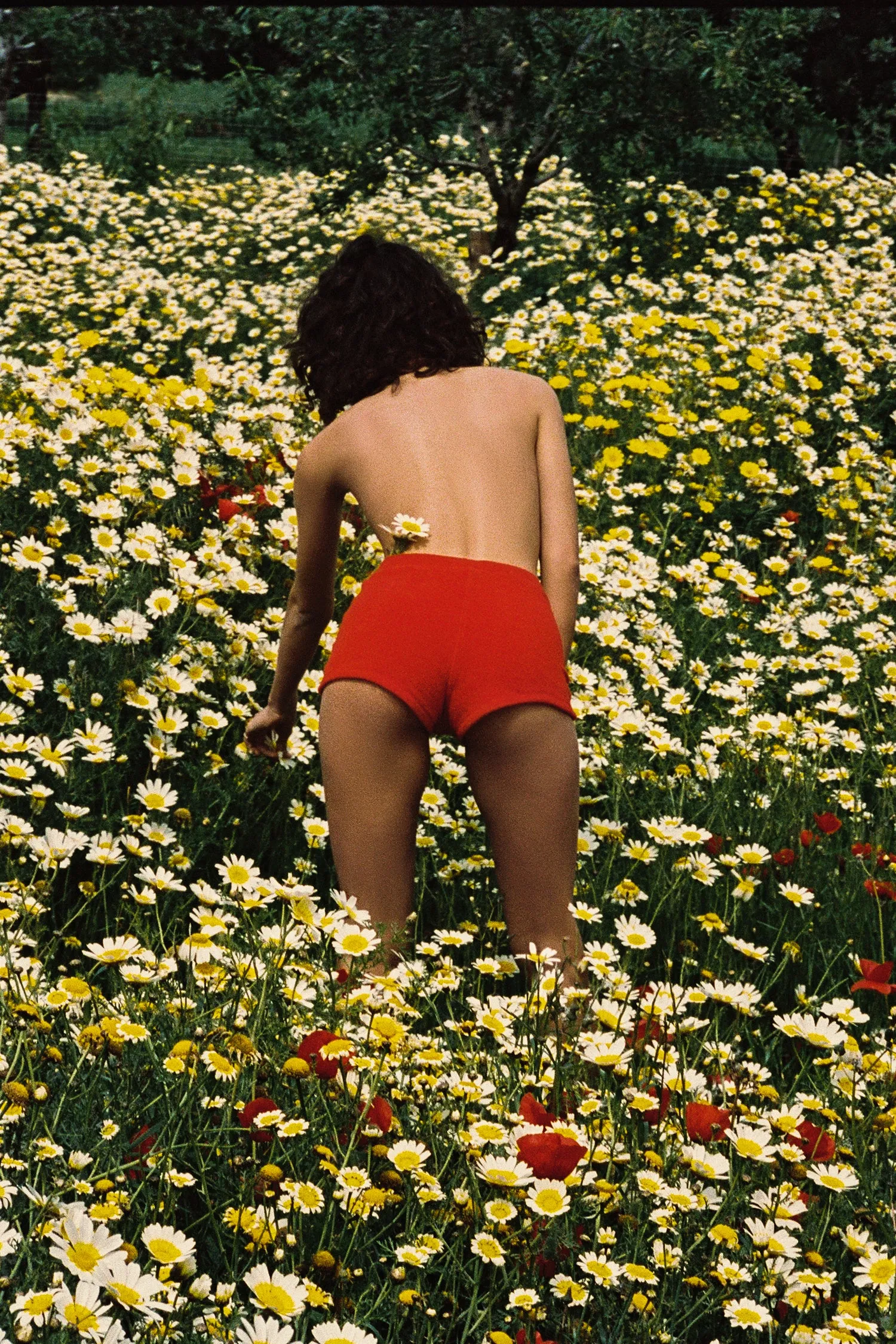 Bambi Short